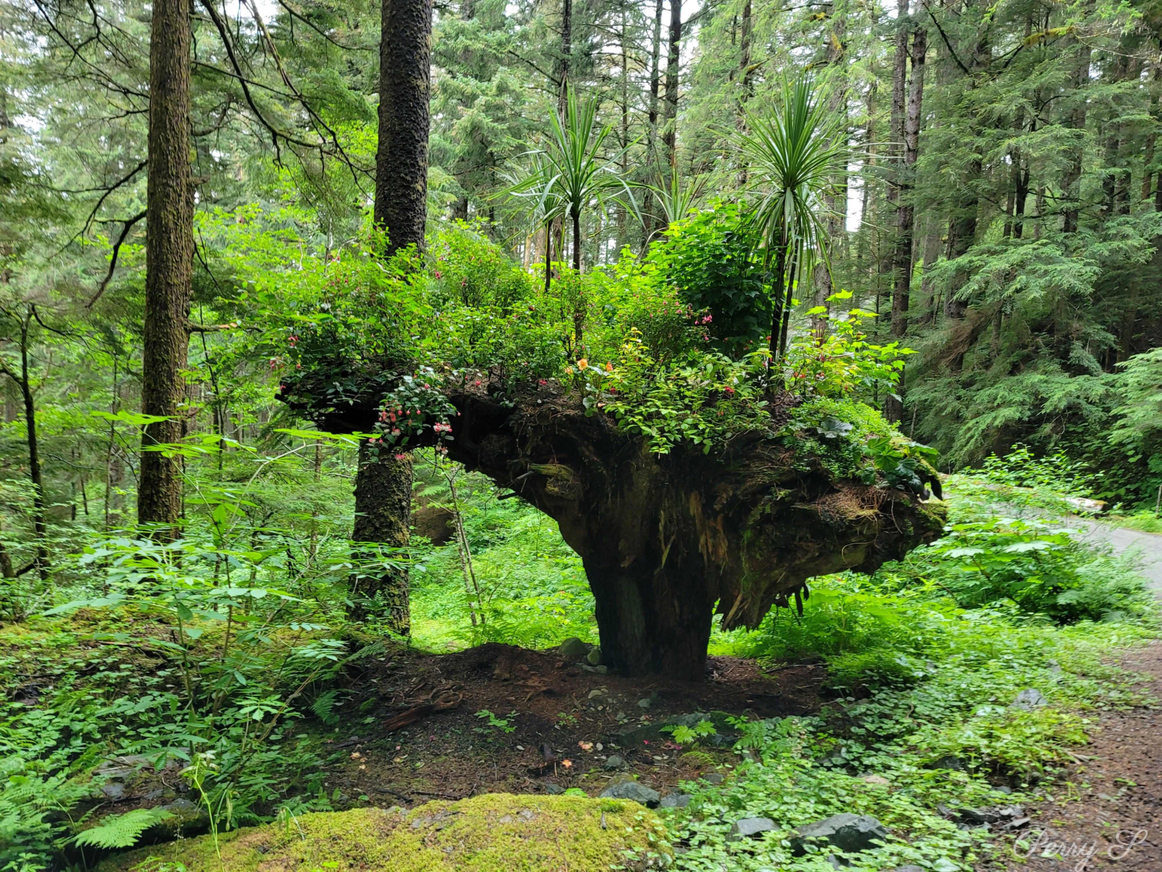 Glacier Gardens, Juneau, AK